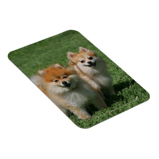 2 Spitz Kamera Magnet (Rechte Seite)