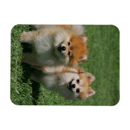 2 Spitz Kamera Magnet (Horizontal)