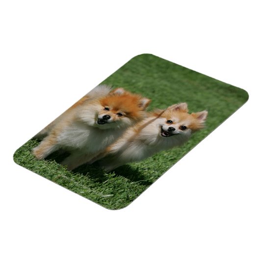 2 Spitz Kamera Magnet (Linke Seite)