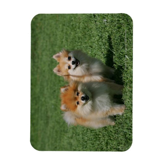 2 Spitz Kamera Magnet (Vertikal)