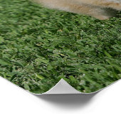 2 Spitz Kamera Poster (Ecke)