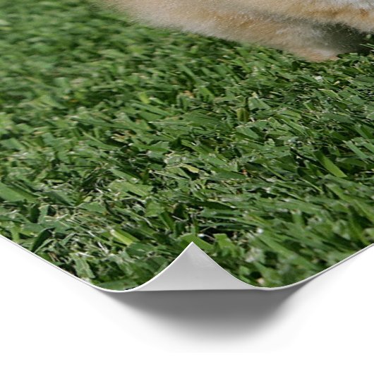 2 Spitz Kamera Poster (Ecke)