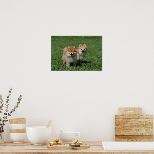 2 Spitz Kamera Poster (Küche)