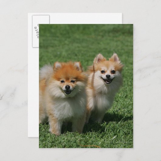 2 Spitz Kamera Postkarte (Vorne/Hinten)
