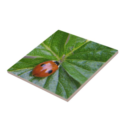 2-Spot-Ladybug 3 Fliese (Seite)