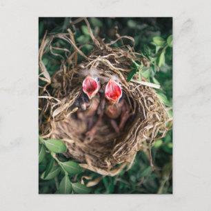 2 Spring Baby Birds in Nest, Wildlife Fotografy Postkarte