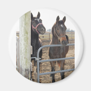 2 Stallpferde Magnet