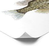 2 Sunfish & Crappie Art Poster (Ecke)