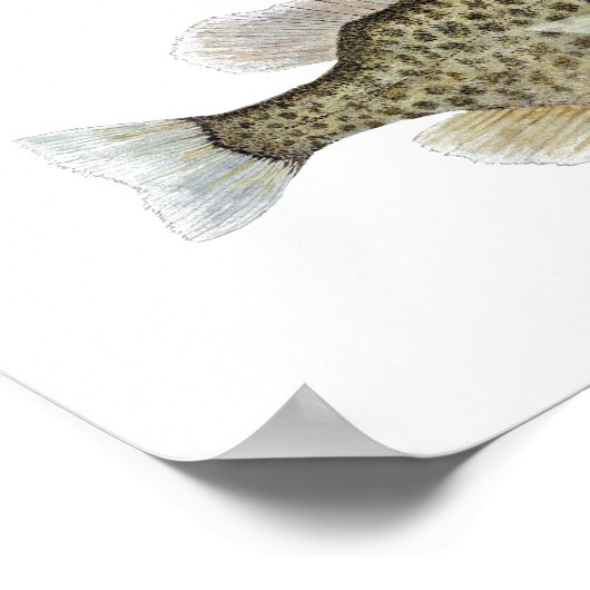 2 Sunfish & Crappie Art Poster (Ecke)