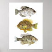 2 Sunfish & Crappie Art Poster (Vorne)