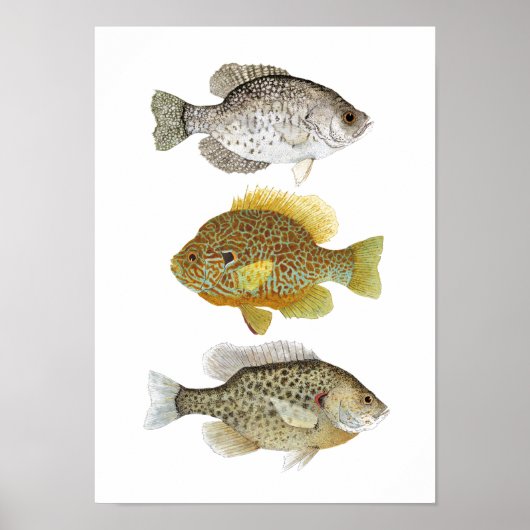 2 Sunfish & Crappie Art Poster (Vorne)