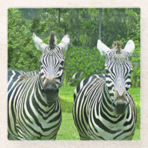 2 süße Zebras Glasuntersetzer