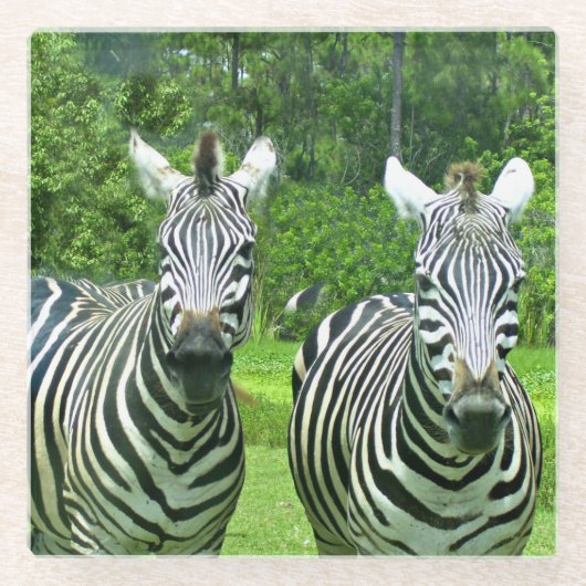 2 süße Zebras Glasuntersetzer (Vorderseite)