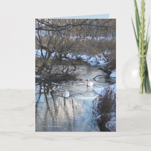2 Swans in Winter Karte (Vorderseite)