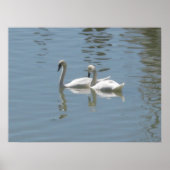 2 Swans Poster (Vorne)