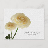 2 Weiß gestrichene Rose Elegant Save the Date Ankündigungspostkarte (Vorderseite)