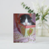 2 Wochen Kätzchen Postkarte (Stehend Vorderseite)