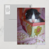 2 Wochen Kätzchen Postkarte (Vorne/Hinten)