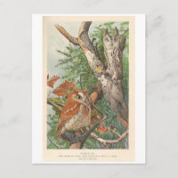2 wütende Vintage Eule in einem Baum