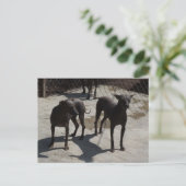 2 xolos postkarte (Stehend Vorderseite)