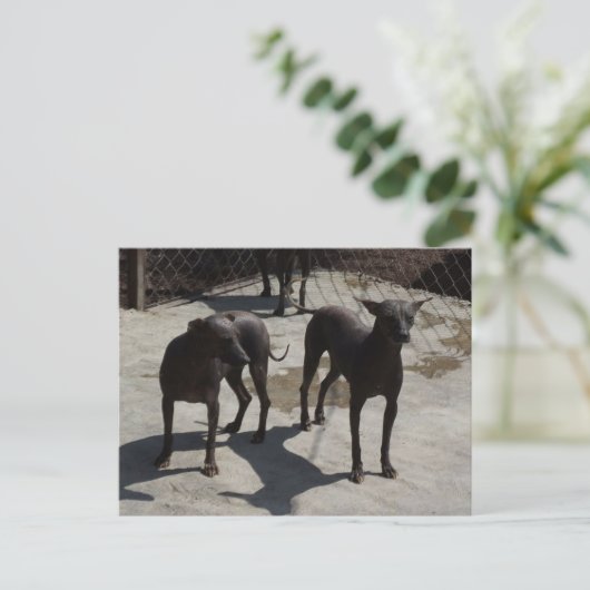 2 xolos postkarte (Stehend Vorderseite)