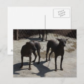 2 xolos postkarte (Vorne/Hinten)