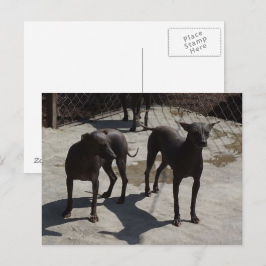 2 xolos postkarte (Vorne/Hinten)