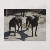 2 xolos postkarte (Vorderseite)