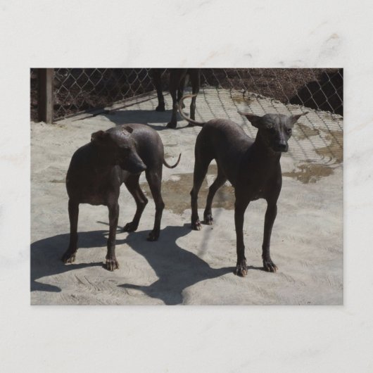 2 xolos postkarte (Vorderseite)