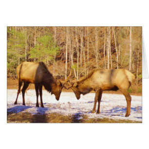 2~ zwei Bull Elk im Schnee