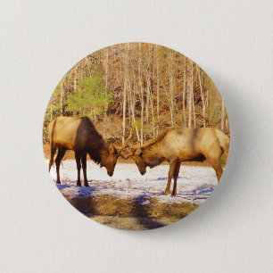 2~ zwei Bull Elk im Schnee Button