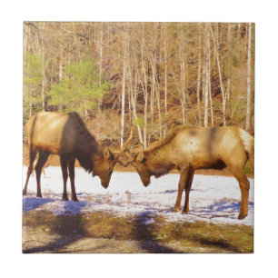 2~ zwei Bull Elk im Schnee Fliese