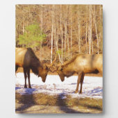 2~ zwei Bull Elk im Schnee Fotoplatte (Vorderseite)