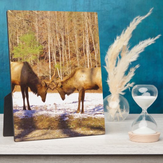 2~ zwei Bull Elk im Schnee Fotoplatte (Seite)