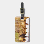 2~ zwei Bull Elk im Schnee Gepäckanhänger (Vorderseite vertikal)