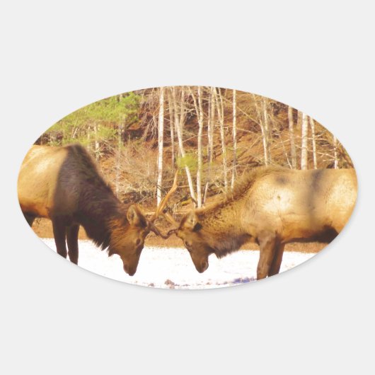 2~ zwei Bull Elk im Schnee Ovaler Aufkleber (Vorderseite)