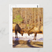 2~ zwei Bull Elk im Schnee Postkarte (Vorne/Hinten)