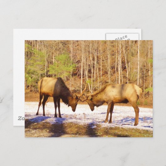 2~ zwei Bull Elk im Schnee Postkarte (Vorne/Hinten)
