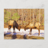 2~ zwei Bull Elk im Schnee Postkarte (Vorderseite)