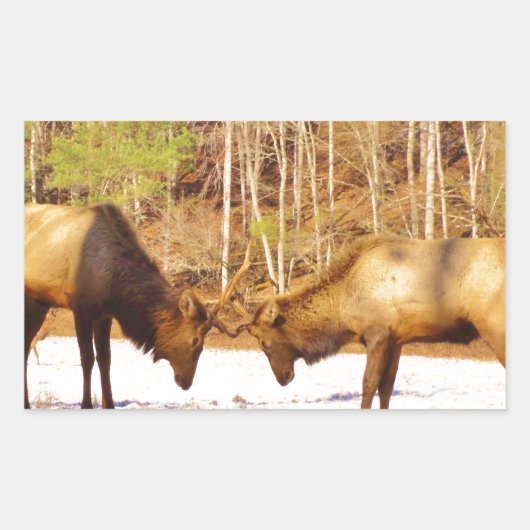 2~ zwei Bull Elk im Schnee Rechteckiger Aufkleber (Vorderseite)