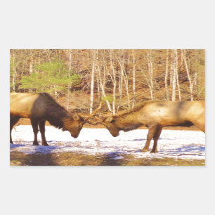 2~ zwei Bull Elk im Schnee Rechteckiger Aufkleber