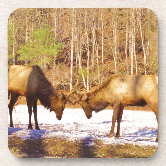 2~ zwei Bull Elk im Schnee Untersetzer (Vorderseite)