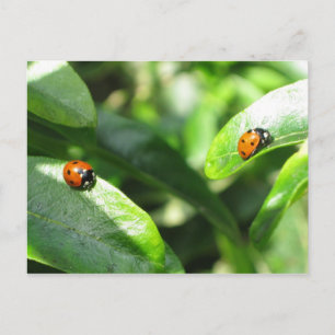 2ladybirdspostcard postkarte