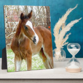 2NIEDLICHEN GESCHÄFTSPONIE FOTOPLATTE (Seite)