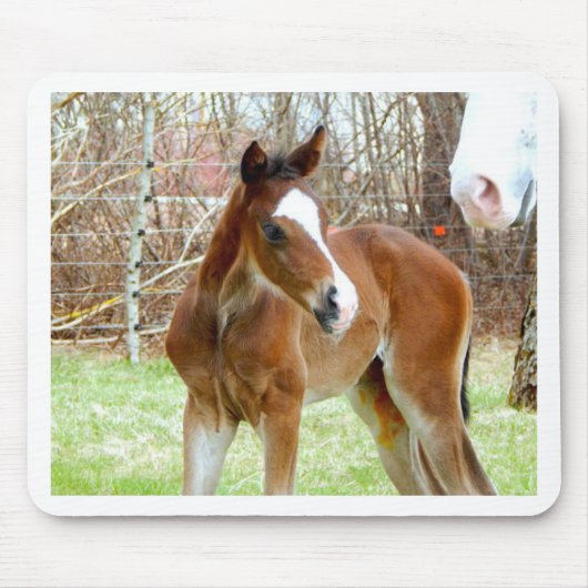 2NIEDLICHEN GESCHÄFTSPONIE MOUSEPAD (Vorne)