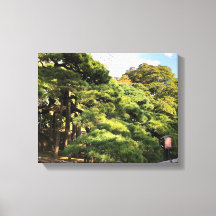 300 Jahre alte Pinienbäume