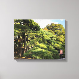 300 Jahre alte Pinienbäume Leinwanddruck