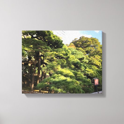 300 Jahre alte Pinienbäume Leinwanddruck (Vorderseite)