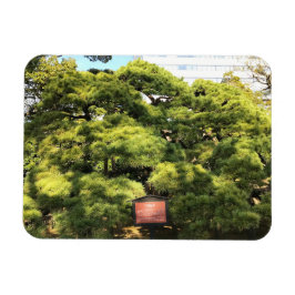 300 Jahre alte Pinienbäume Magnet