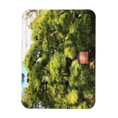 300 Jahre alte Pinienbäume Magnet (Vertikal)